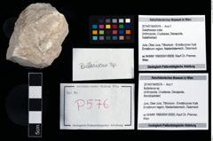 Foto (Objekt + Etikett) von Bullariscus sp.  (NHMW-GEO-2014-0194-0576)